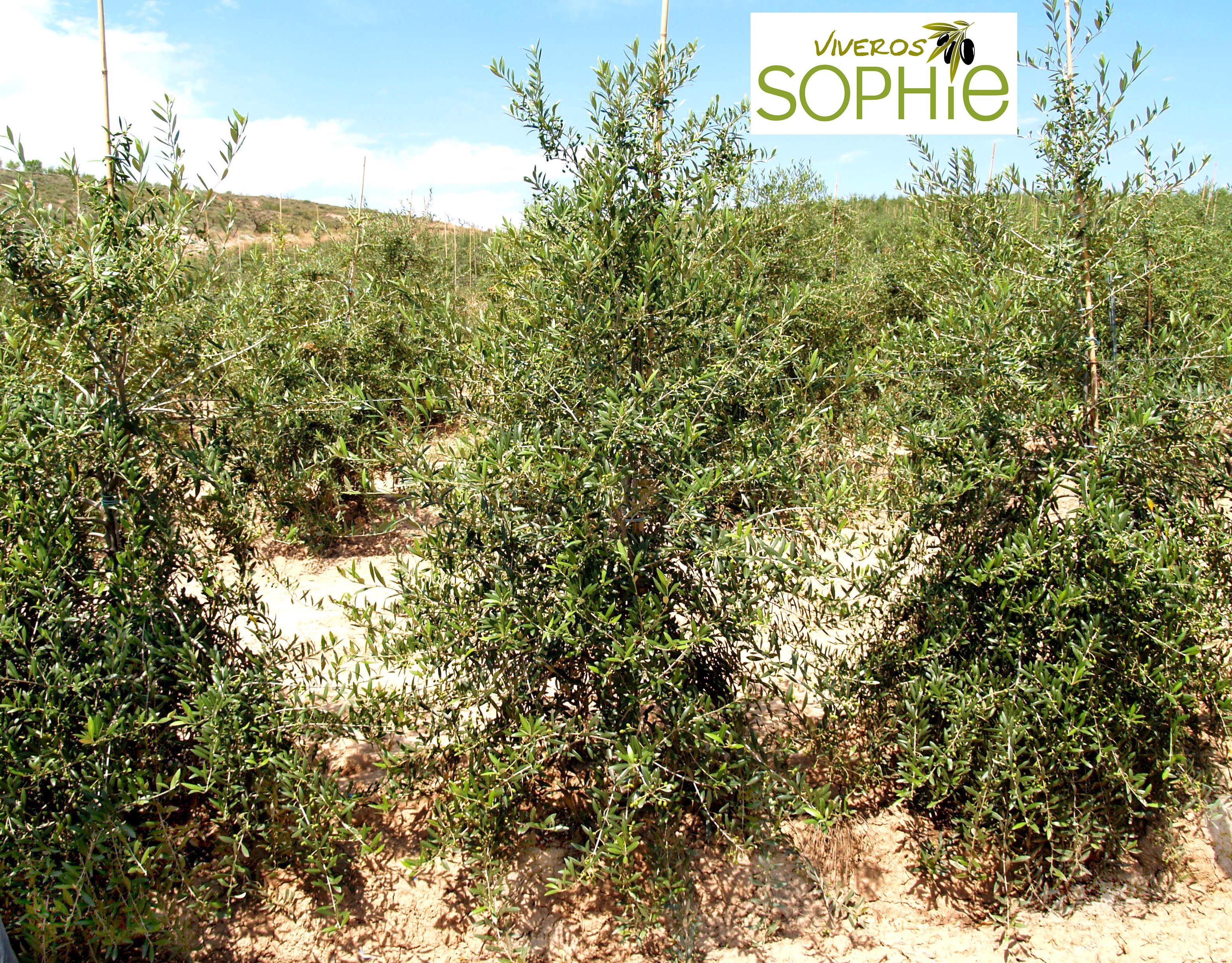 Variedad de olivo ARBEQUINA