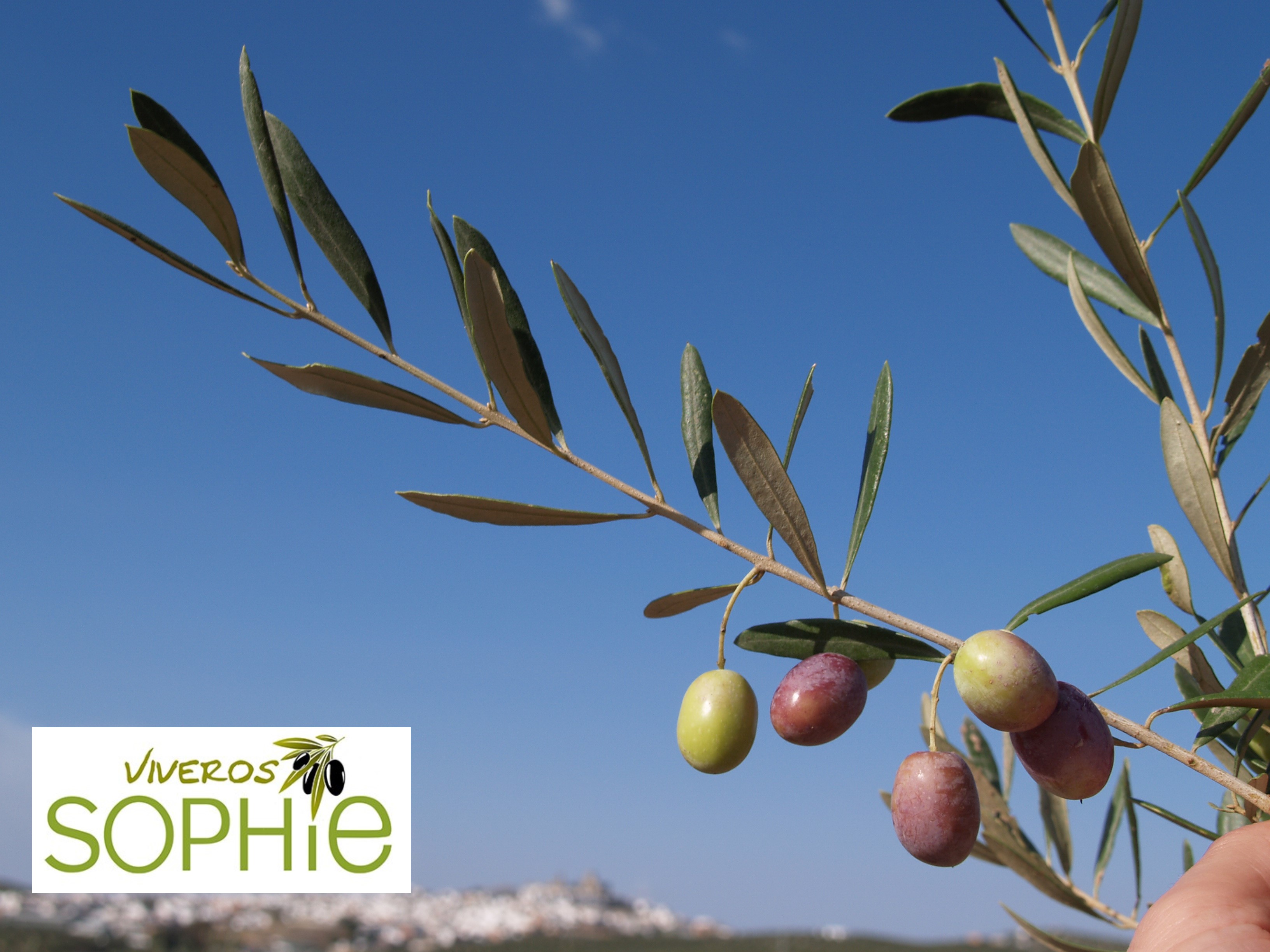 Variedad de olivo BORRIOLENCA