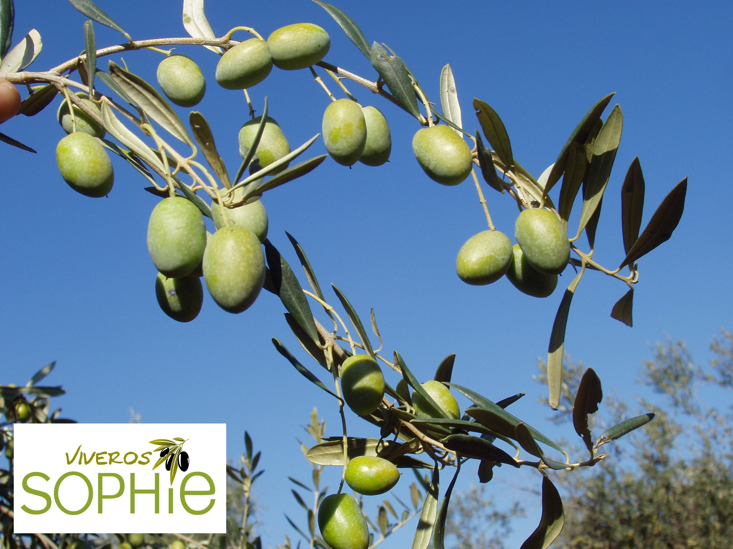 Variedad de olivo GATUNO