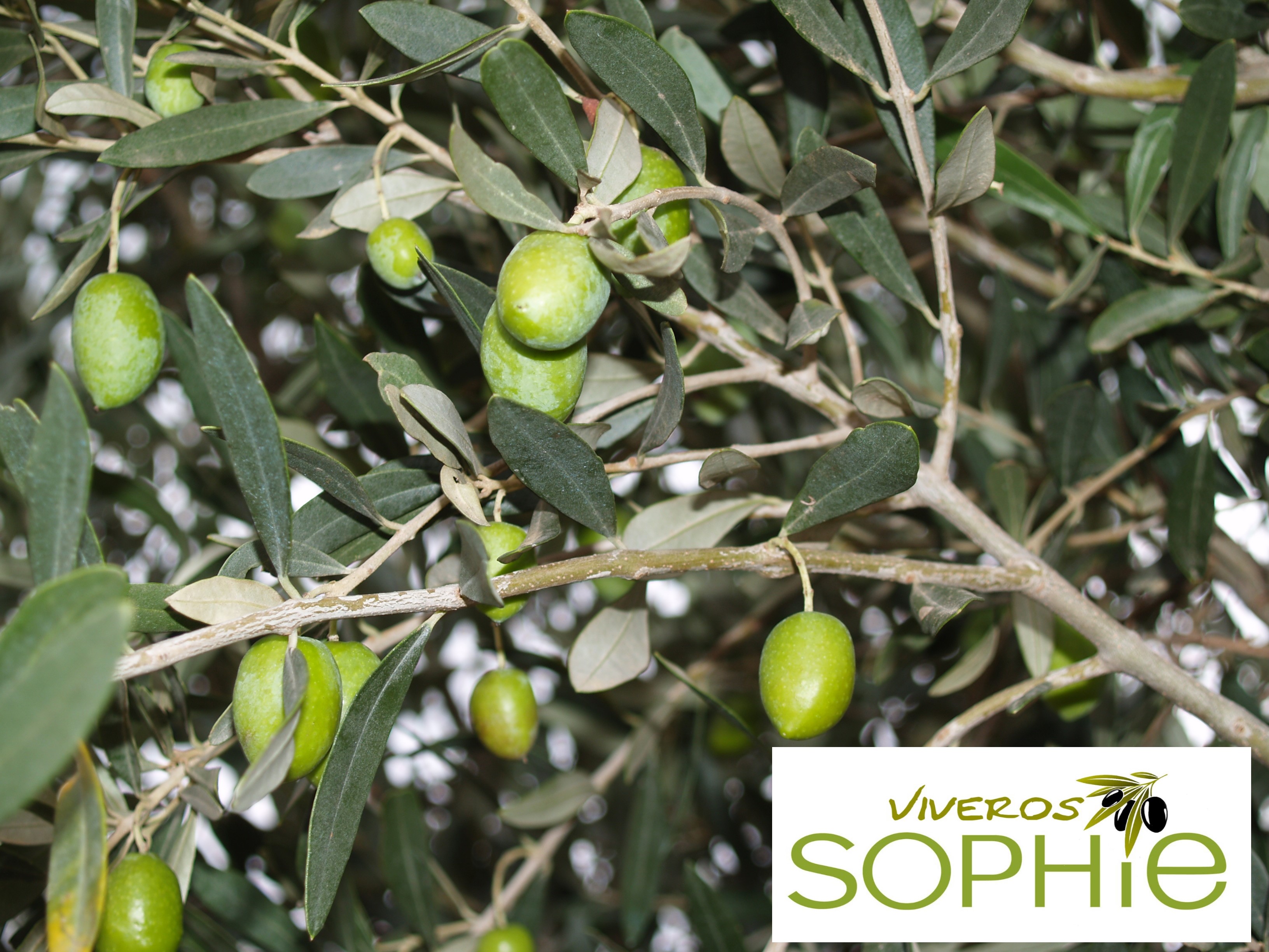 Variedad de olivo GENOVESA