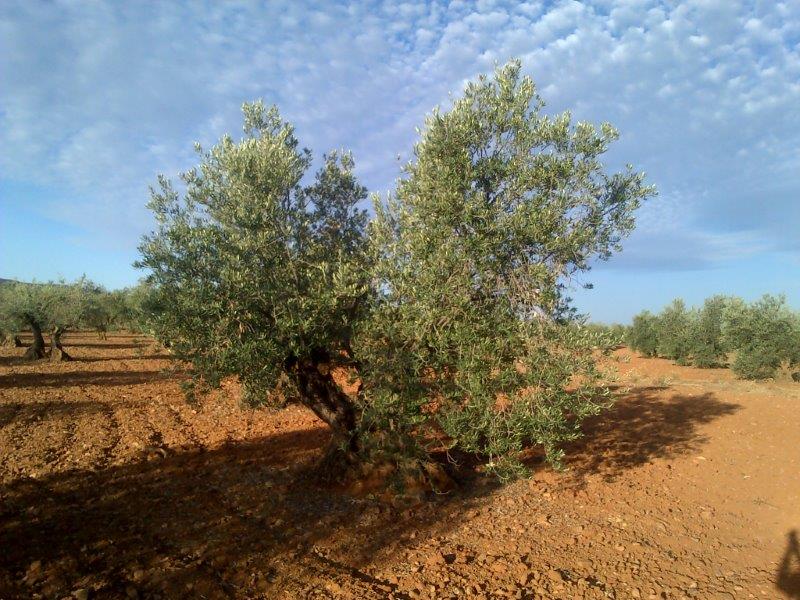 Variedad de olivo NEVADILLO  DE  MADRIDEJOS