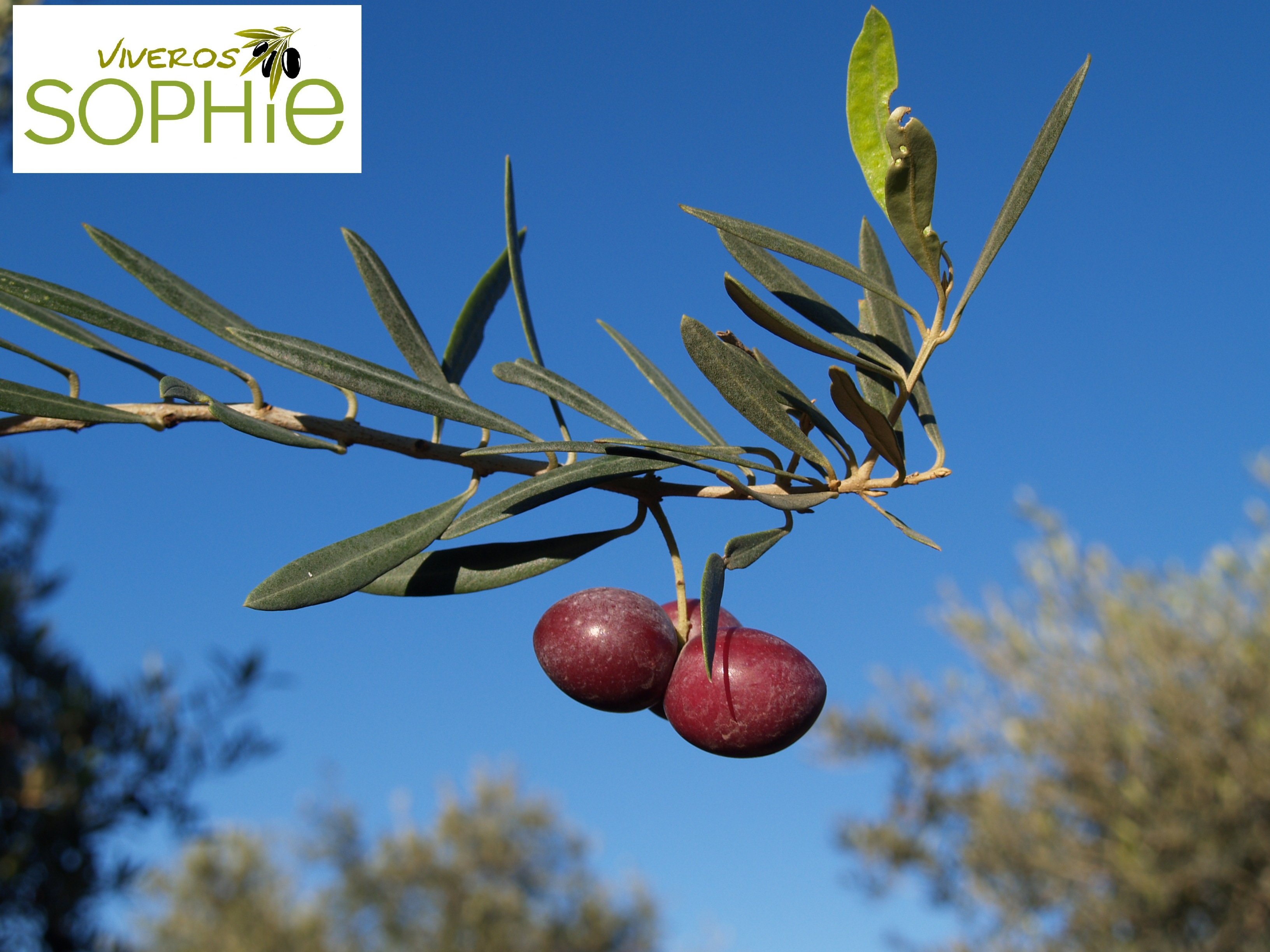 Variedad de olivo MELONCILLO