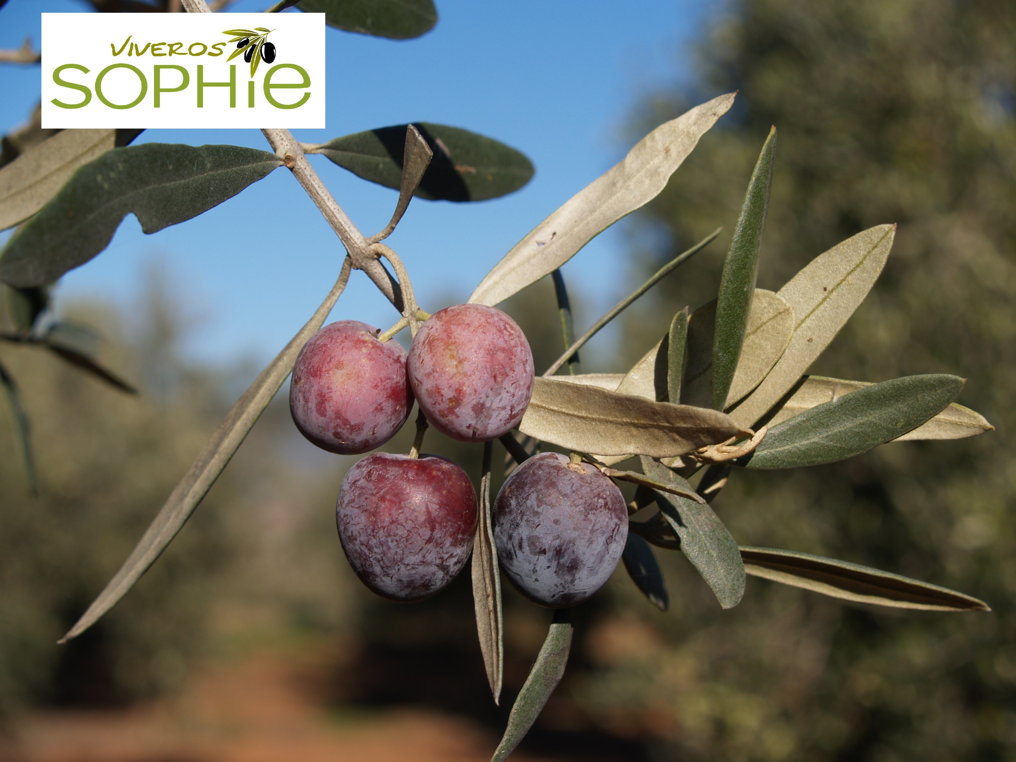 Variedad de olivo PALOMAR