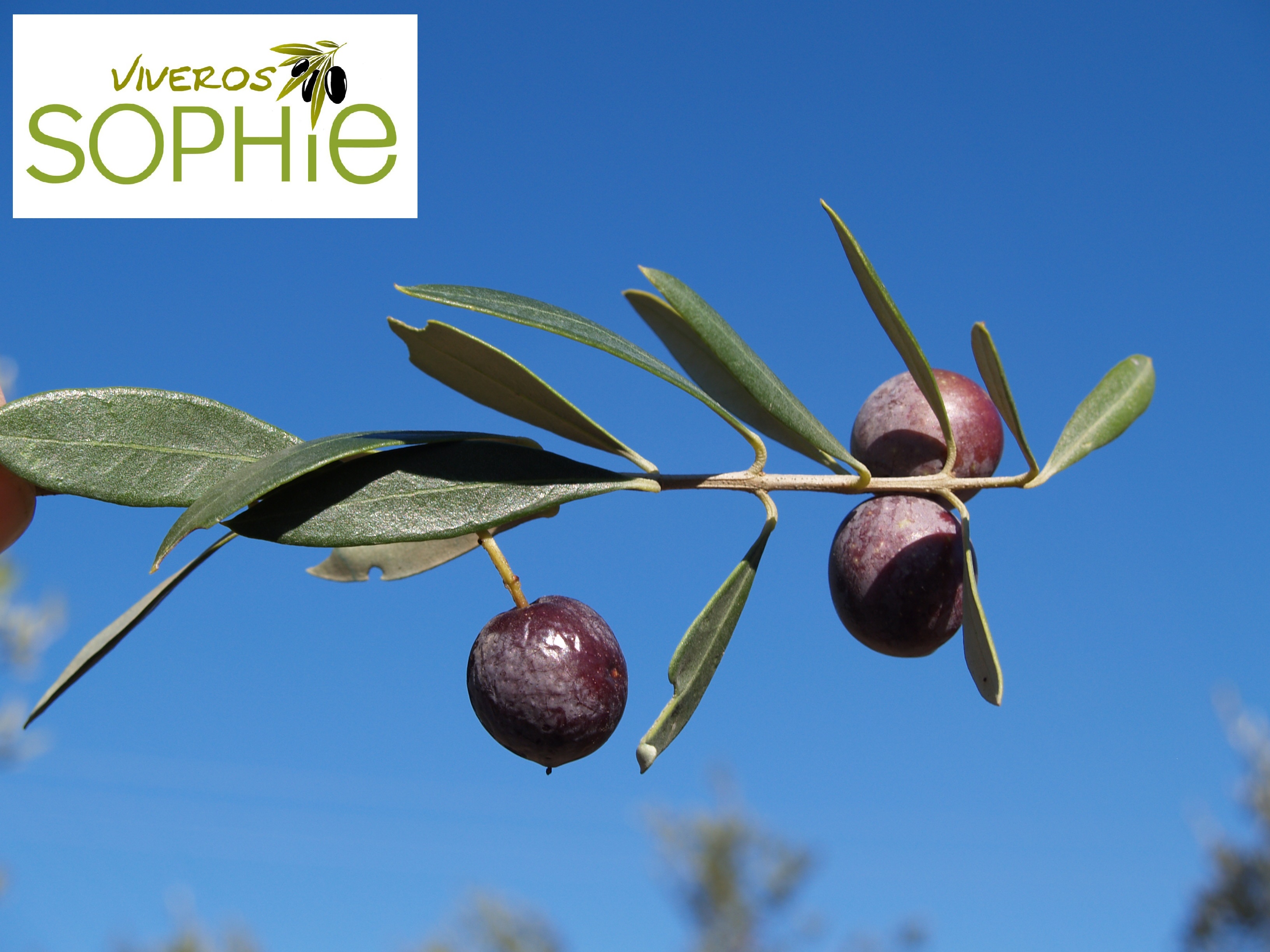 Variedad de olivo TORUNO