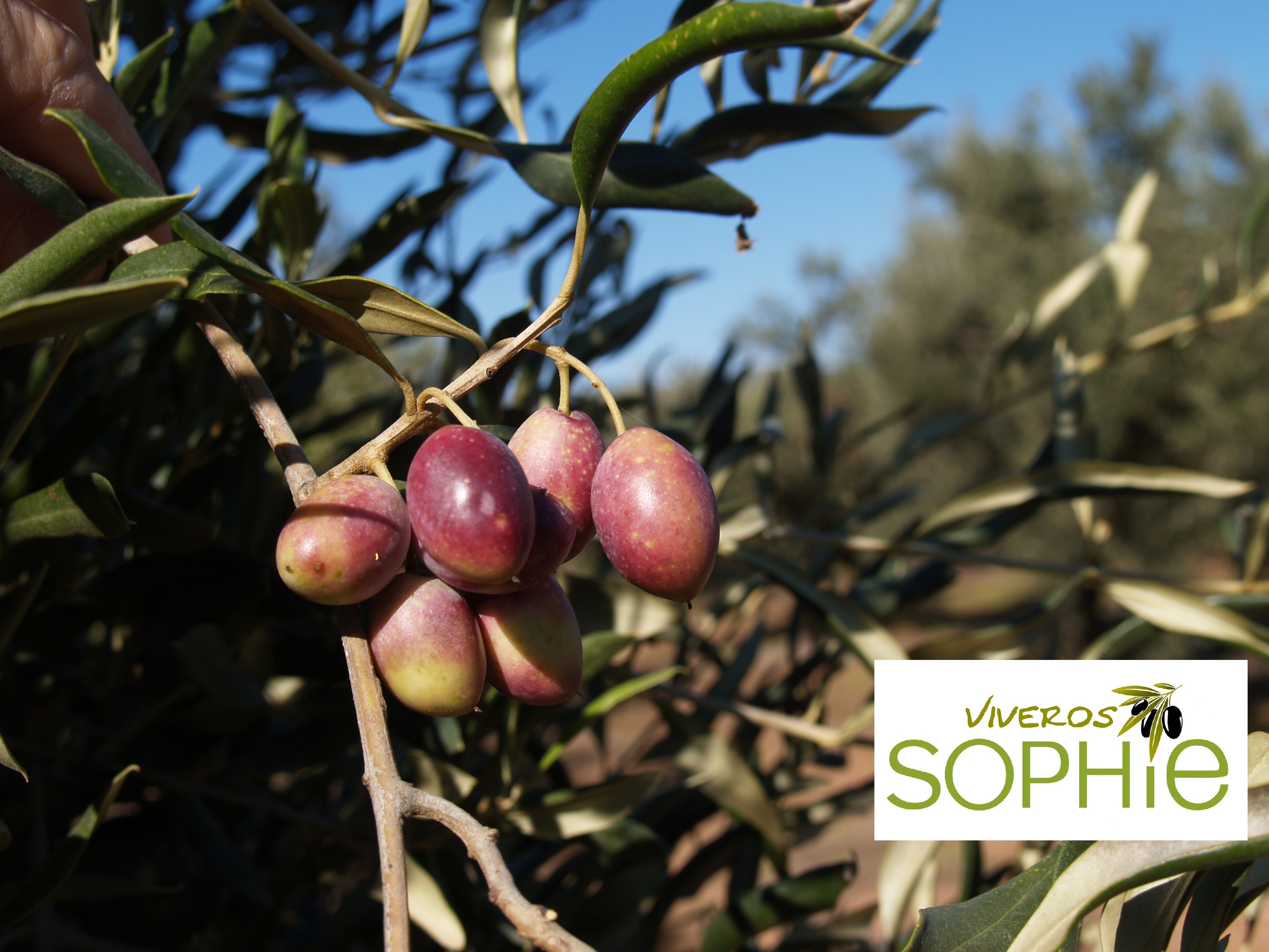 Variedad de olivo VANETA