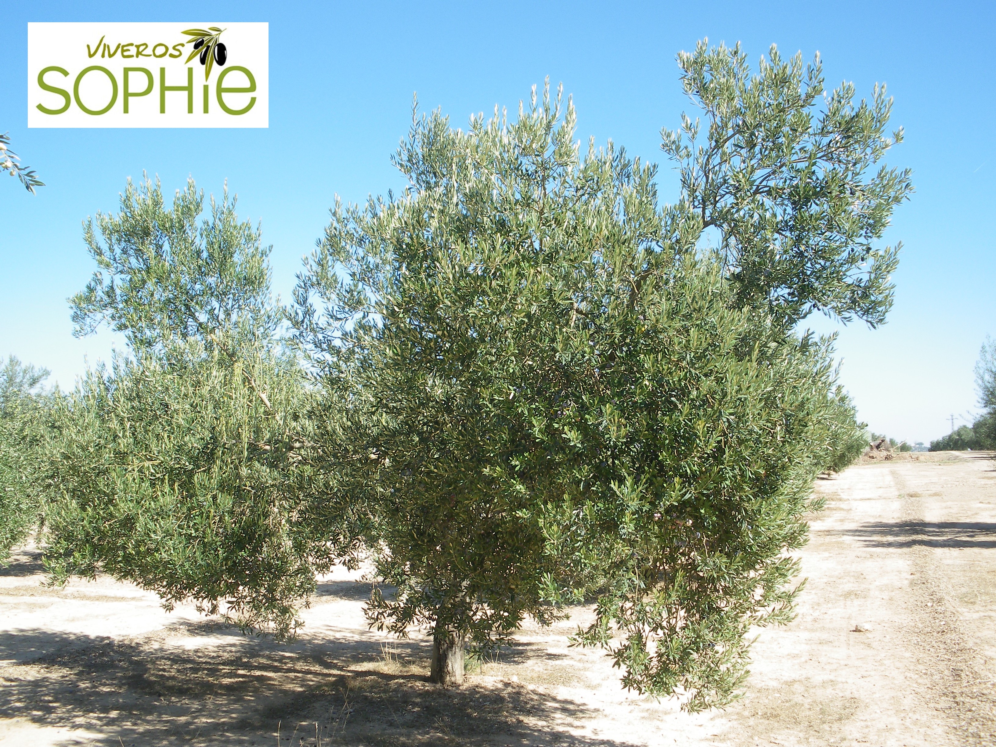 Variedad de olivo ADRAMITINI