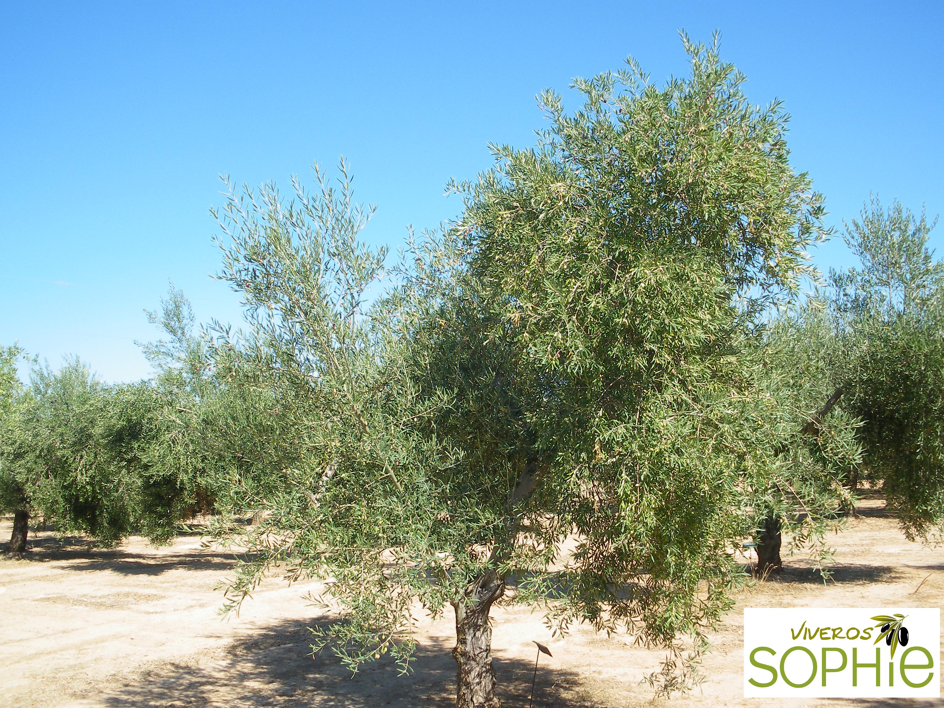 Variedad de olivo COBRANÇOSA