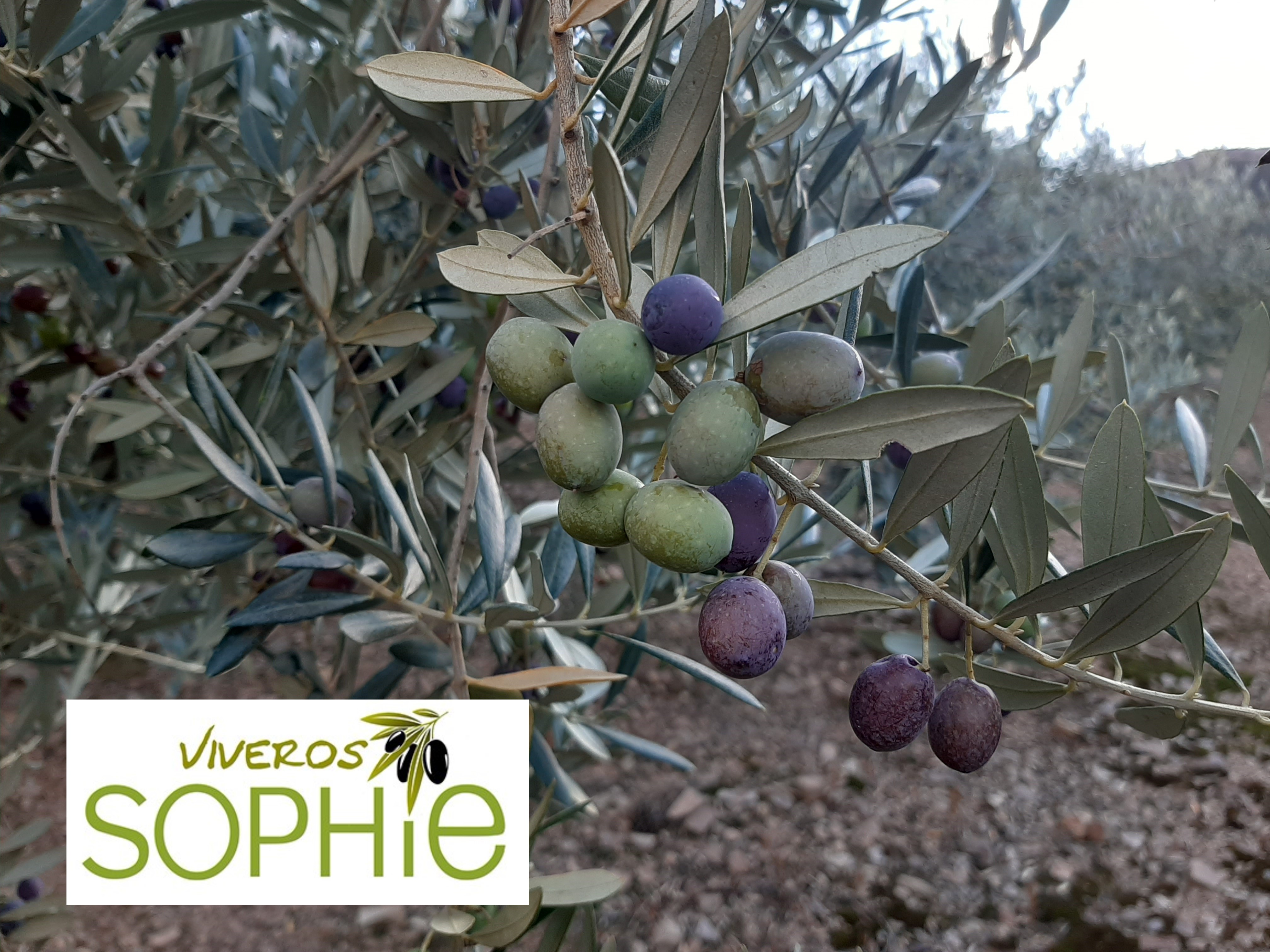 Variedad de olivo RACIMILLO