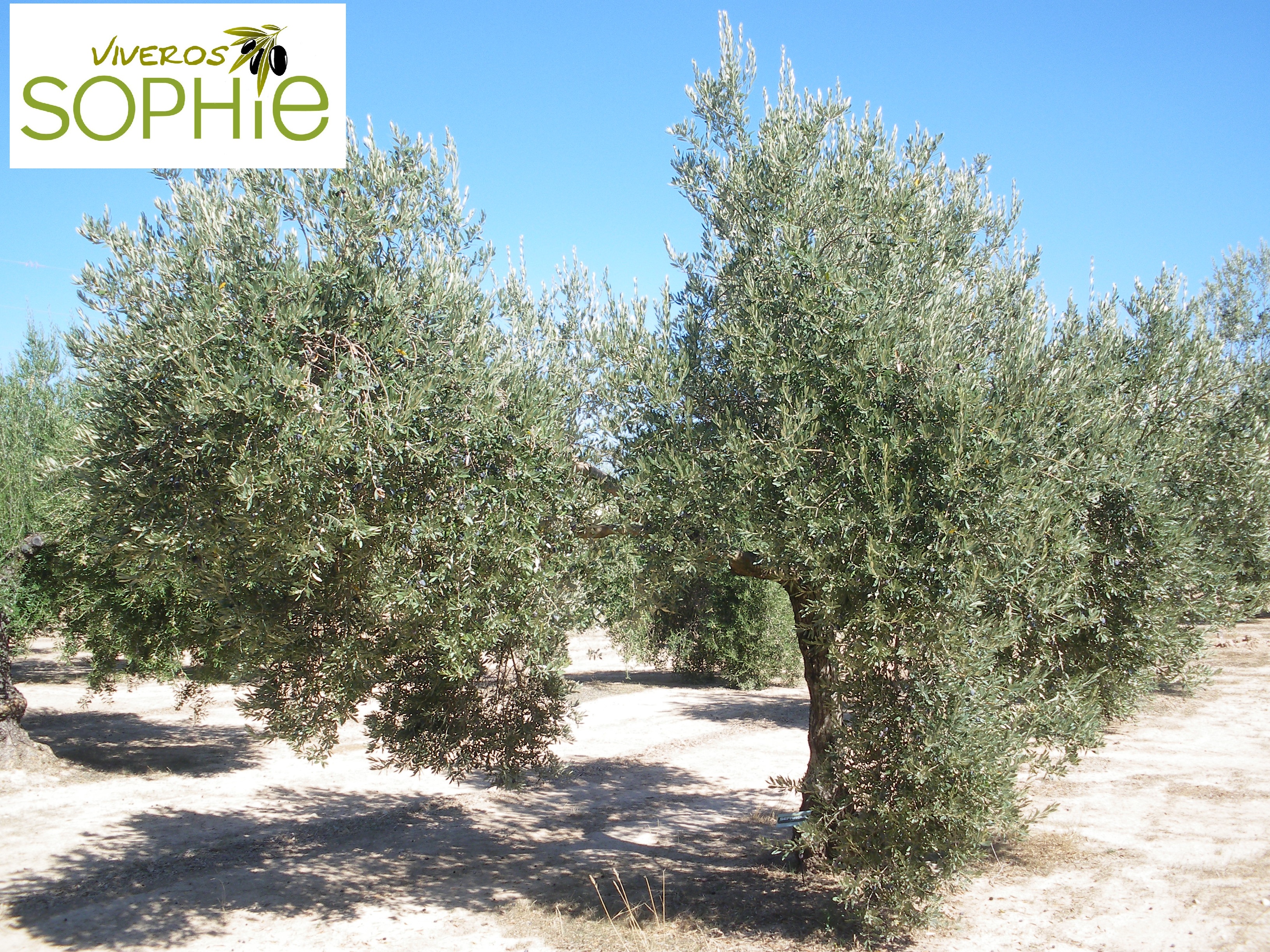 Variedad de olivo SAFRAOUI