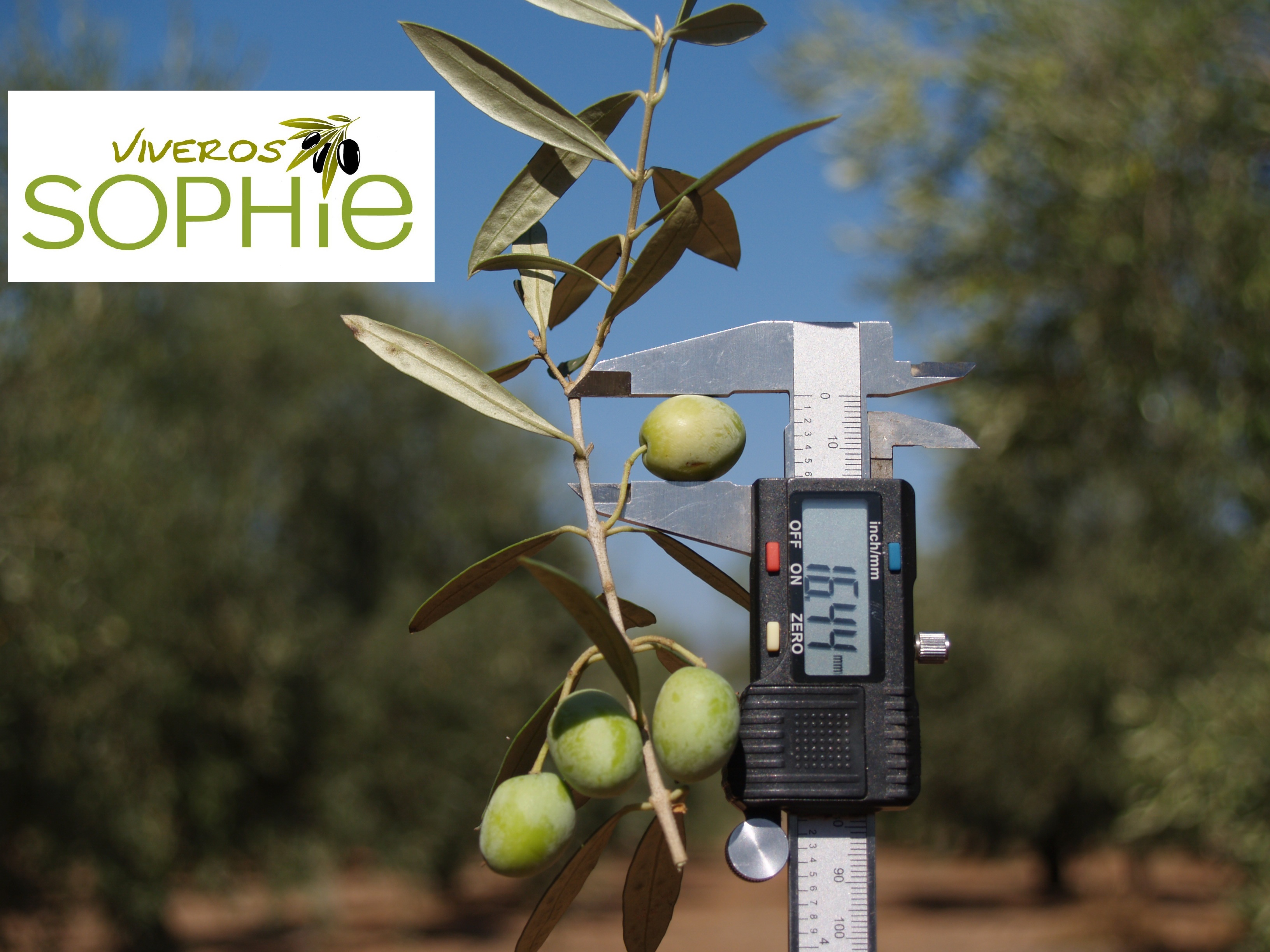 Variedad de planta de olivo MOLLAR DE CIEZA