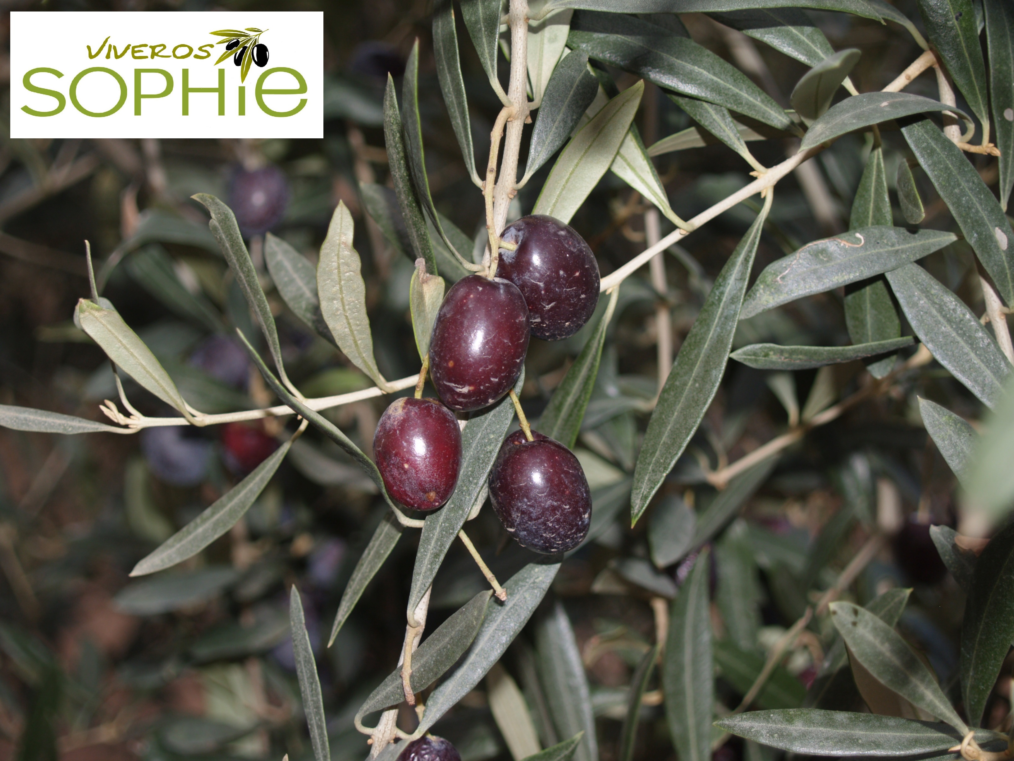 Variedad de planta de olivo MOLLAR DE CIEZA