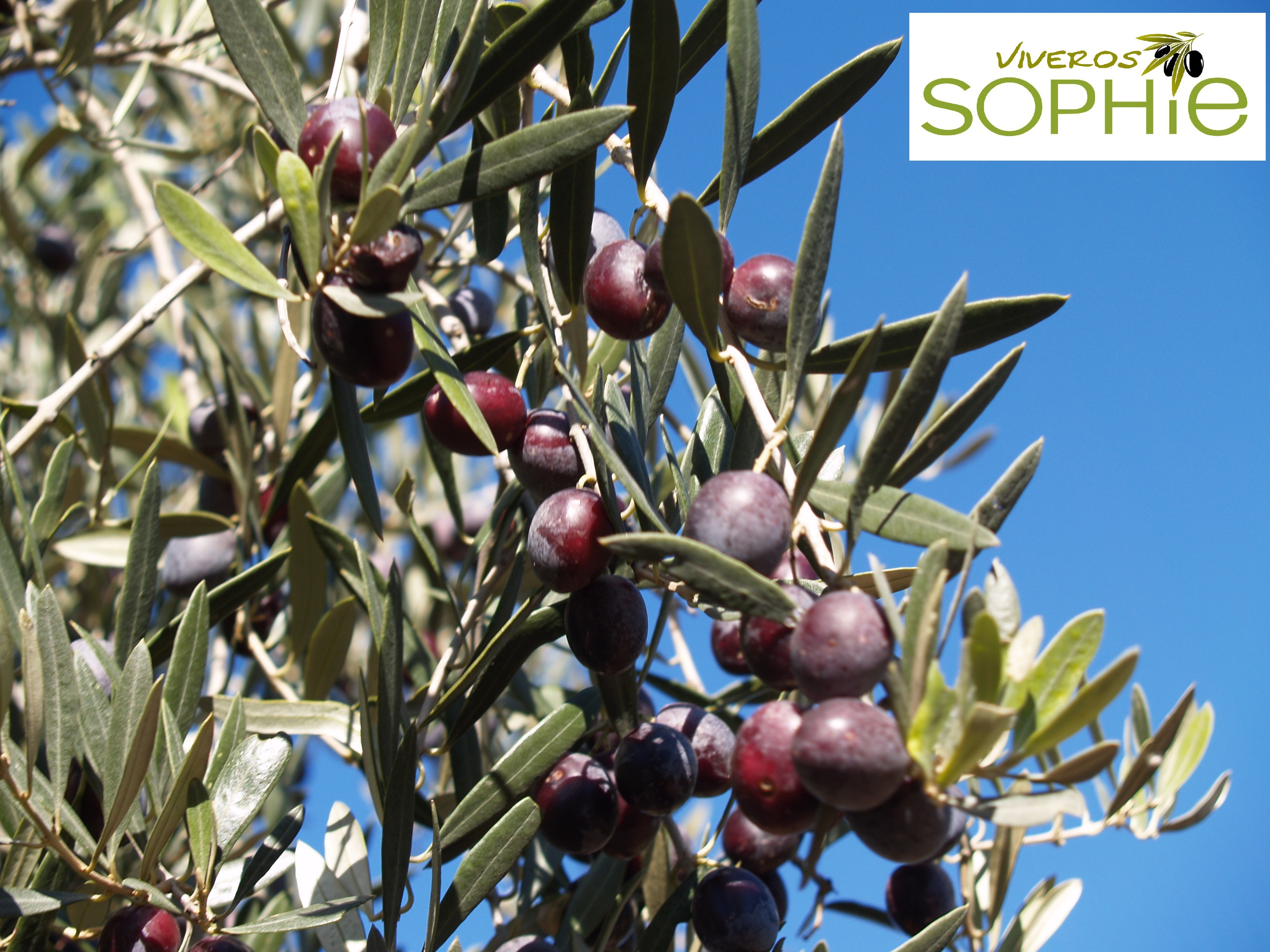 Variedad de planta de olivo MOLLAR DE CIEZA